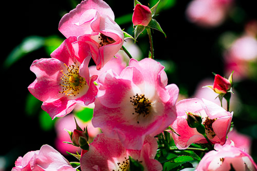 Sleepy Hollow, NY - Jun 2024